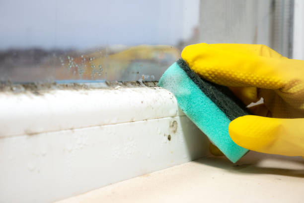 Mold Testing and Removal in Mount Holly, NC