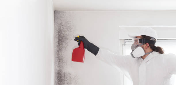 Best Mold Damage Repair  in Mount Holly, NC