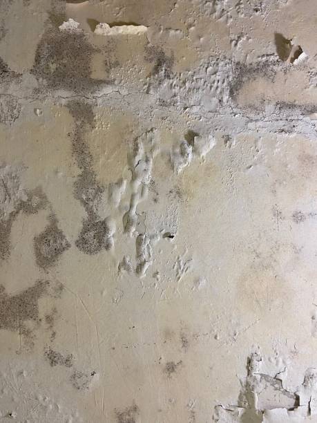 Best Commercial Mold Removal  in Mount Holly, NC