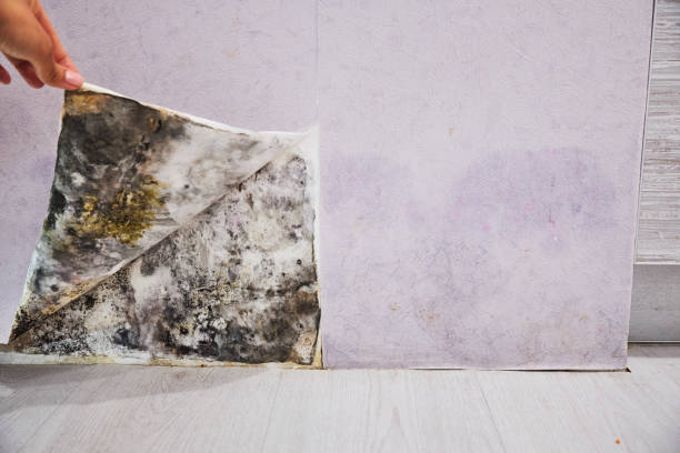 Best Mold Testing  in Mount Holly, NC